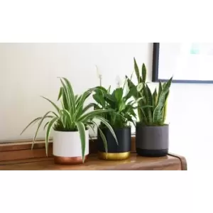 Thompson & Morgan Thompson and Morgan Purifying Plant Collection - 3 Plants Snake / Peace Lily / Spider Plant