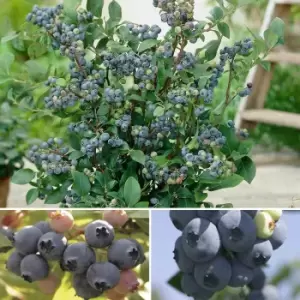 YouGarden Blueberry collection x 3 varieties in 9cm Pots