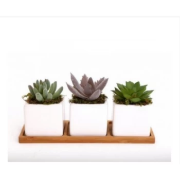 Potted Succulents on Tray (Set of 3)