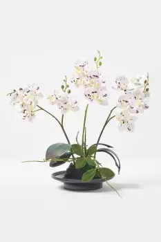 White Orchid 38cm Phalaenopsis in Ceramic Pot