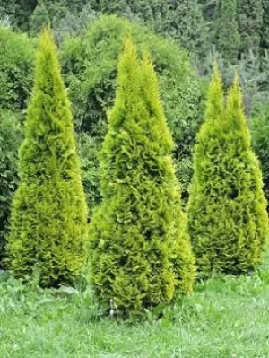 Thuja 'Golden Smaragd' Hedging Pack 10X 9Cm Plants