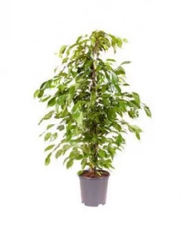 Ficus Benjamanica (Weeping Fig) 21Cm Pot 90Cm Tall - Green Houseplant