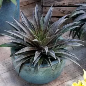 Yougarden Mangave 'Pineapple Express' in 19cm Pot