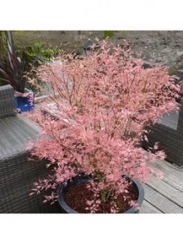 Acer' Taylor' 3L Pot 50Cm Tall - Pink Leaves