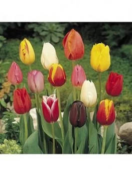 Triumph Tall Tulips Mix X 50 Bulbs