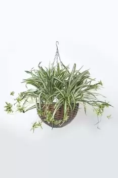 Artificial Hanging Basket Spider Plant, 60 cm
