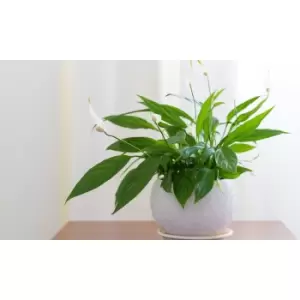 Thompson & Morgan Thompson and Morgan Spathiphyllum (Peace Lily) Torelli Air So Pure 12cm x 1