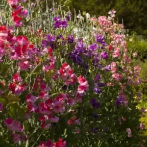 YouGarden Super Fragrant Sweet Pea Collection