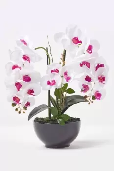 White and Pink Orchid 56cm Phalaenopsis in Ceramic Pot