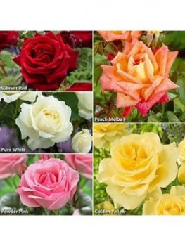 Best Ever Hybrid Tea Rose Collection X 5 Bare Root Roses