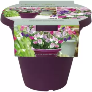 Sweet Pea Sow and Grow kit - Purple - Clever Pots