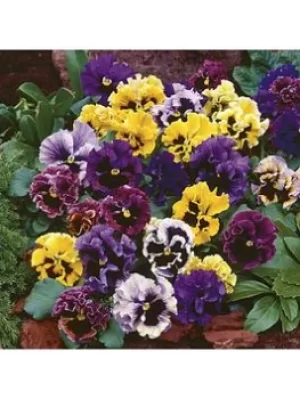 Pansy Frizzle Sizzle 20 Garden Ready Plants