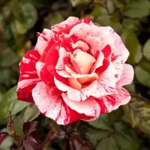 You Garden YouGarden Rose 'Raspberry Ripple'