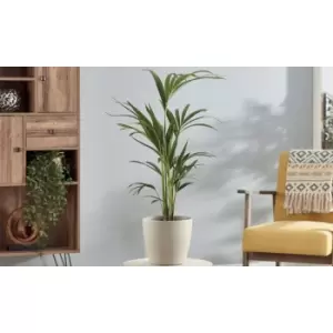 Thompson & Morgan Thompson and Morgan Kentia Palm (House Plant) 17cm pot - 2 plants