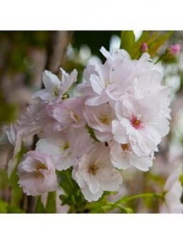 You Garden Flowering Cherry 'Amanogawa' 1-1.2M Tall Bare Root