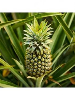 Real Pineapple Plant With Fruit In 14Cm Pot