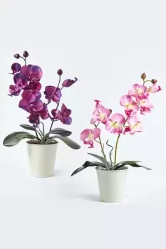 Set of 2 Phalaenopsis Orchids in White Pot, 38 cm