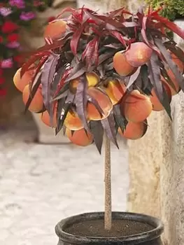 Red Leaf Patio Peach 'Crimson Bonfire' Bare Root