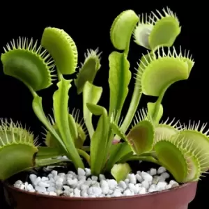 YouGarden Dionaea Muscipula Jumbo Venus Fly Trap In 12Cm Grow Pot