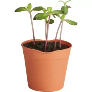 Clever Pots Medium Easy Release Pots 5 Pack - wilko - Garden & Outdoor
