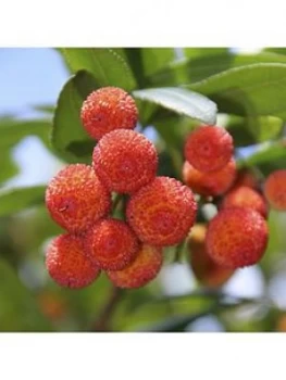 Arbutus Unedo Strawberry Tree 3L