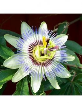 Blue Passion Flower 3L Potted Plant 1.4M Tall