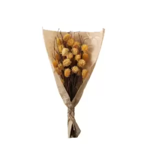 Crossland Grove Dried Thistle Bundle In Paper Wrap Ochre H540Mm