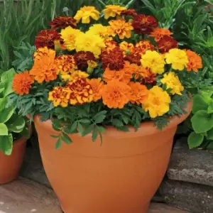 YouGarden Marigold 'Durango' Mix Garden Ready Plants