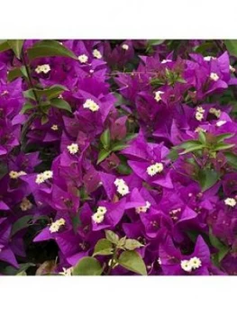 Bougainvillea Pink Pillar 3L Potted Plant 1.4M Tall