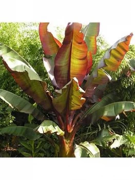 Ensete Maurellii Red Banana Plant 50Cm Tall 1L Potted Plant