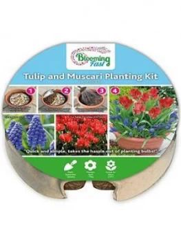 Plant O Mat Tray of 19 Tulip and Muscari Bulbs