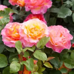 YouGarden Rose 'Gorgeous'