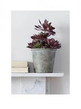 Cox & Cox Faux Potted Burgundy Tipped Succulent