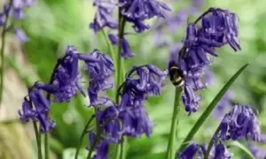 English Bluebells in the Green Collection: 50 Bulbs
