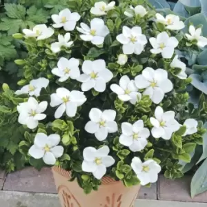 YouGarden Gardenia 'kleim's Hardy' X 3 Plants In 9Cm Pots