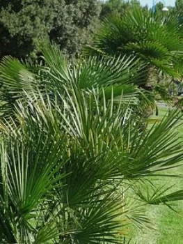 Chamaerops Humilis (Hardy Fan Palm) 80Cm
