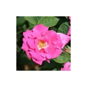 Yougarden - Climbing Rose 'Zephirine Drouhin' 3L Potted
