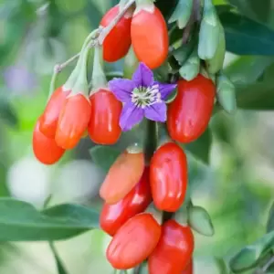 Yougarden Goji Berry 'Instant Success' in 2L Pot