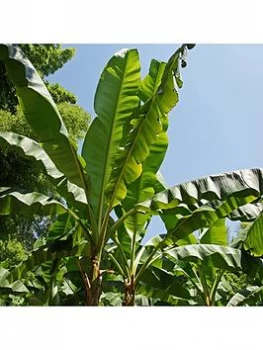 Musa Basjoo Hardy Banana Plant 50Cm Tall 1L Potted Plant