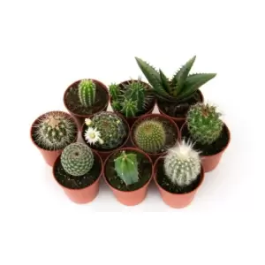Thompson & Morgan Thompson and Morgan Mini Cactus Collection - 5 plants