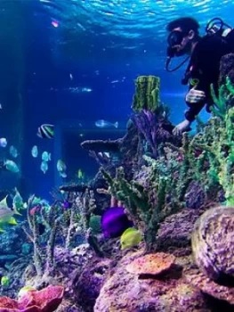 Virgin Experience Days Dive with Sharks at Skegness Aquarium, One Colour, Women