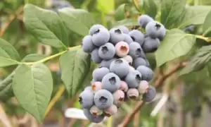 Blueberry (Vaccinium) Powder Blue 9cm Pot, One Plant, Red