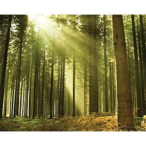 Ohpopsi Evergreen Forest Tree Wall Mural Multi 14.4m L