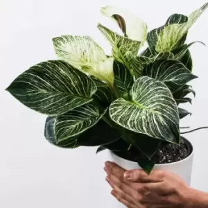 YouGarden Philodendron White Wave In 14Cm Grow Pot