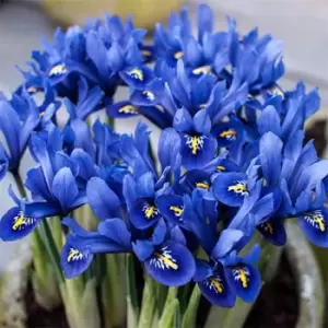 YouGarden Iris reticulata Blue (miniature) 35 bulbs - Brown