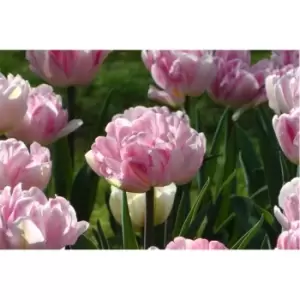 YouGarden Tulip Double Pink 20 bulbs size 10/11 - Brown