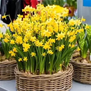 YouGarden Narcissus Tete a Tete 30 bulbs size 8/10 - Brown
