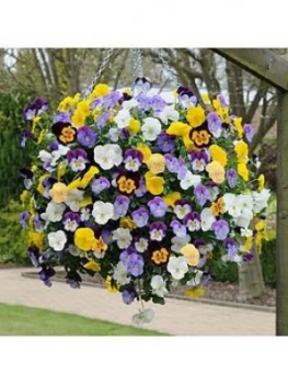 You Garden Pair Pansy Cool Wave Hanging Baskets 11"