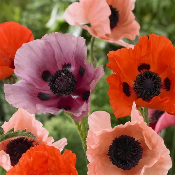 YouGarden Oriental Poppy Collection (5 x Bare Roots) 5 x Bare R Multi 40827599000