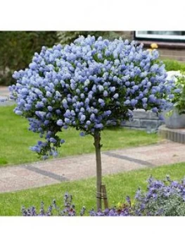 Hardy Ceanothus Tree (Californian Lilac) Standard 90Cm Tall
